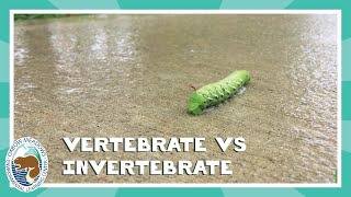 Classification Vertebrate vs Invertebrate [upl. by Zoe]