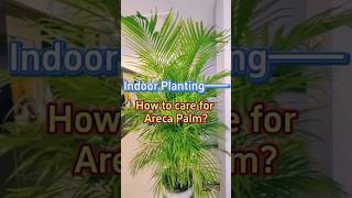 Areca palm care houseplant indoorplants nature [upl. by Filler]