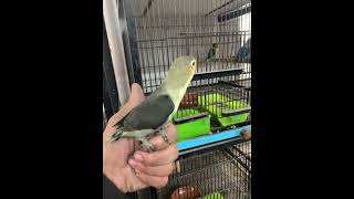 Double Dark Turquoise Fischeri fischer sunconurebird agapornis birds lovebirds parrot [upl. by Suruat]