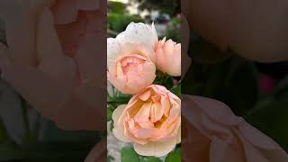 Wollerton Old Hall Rose [upl. by Kaz]