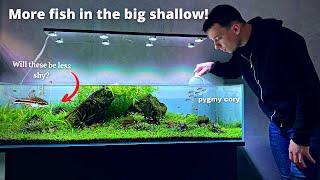 ADDING MORE CORY CAT FISH TO THE BIG SHALLOW AQUARIUM [upl. by Sheply]