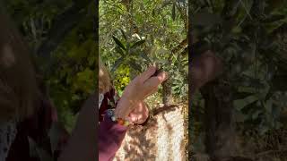 Olive picking time  autumn in the Veneto Italy oliveharvest nature olive [upl. by Atnwahsal]