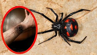 Top 10 MOST VENOMOUS SPIDERS In The World [upl. by Dorelle]