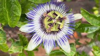 Blaue Passionsblume Passiflora caerulea [upl. by Orimar637]