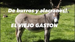 De burros y alacranes [upl. by Schild111]