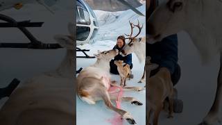 A female volunteer accidentally saved a pregnant reindeer that was having trouble giving birth [upl. by Ansel302]