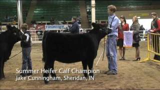 Junior Angus Show  National Western Stock Show [upl. by Adiene217]