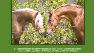 15 ANIVERSARIO  VIDEO Caballos Lusitanos  Yeguada La Perla [upl. by Skvorak]