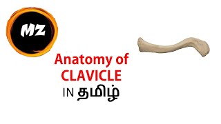 CLAVICLE  Osteology Myology Clinical Anatomy in Tamil தமிழ் [upl. by Valtin]