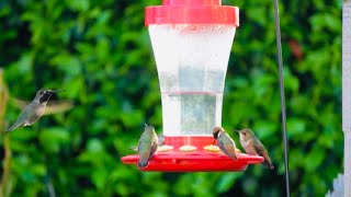 Calming Music with Hummingbirds in Flight Relaxing Music with Birds Sound [upl. by Nebeur830]