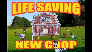 Life Saving Chicken Coop Build [upl. by Ondrej]