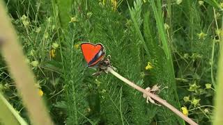 ヒポトエベニシジミLycaena hippothoe Purpleedged Copper 20240629 Vars France [upl. by Ear]