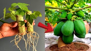 New Method To Grow Papaya From Cutting Success 100 [upl. by Auahsoj691]