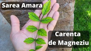 Ce este Sarea Epsom   Carenta de Magneziu  Fertilizant Sare amara [upl. by Samala]