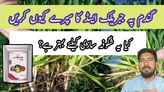 gibberellic acid function in plants When to spray Gibberellins on wheat plants Arshad Ali [upl. by Odeen]