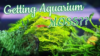 AQUARIUM MOSS Inspiration Mosses you should definitely try [upl. by Takeshi]