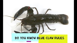 LATEST BLUE CLAW YABBIES RULES EXPLAINED CATCHING BLUE CLAW YABBIES NSW VICTORIA AND QUEENSLAND [upl. by Blus567]