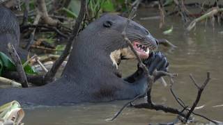 The Giant River Otter of South America [upl. by Nylarak994]