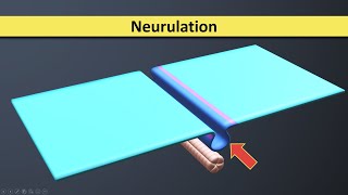 Neurulation  Neural Tube formation  Third Week Embryology [upl. by Yeleak]