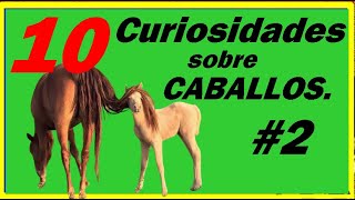 🔟🐴CURIOSIDADES Y PREGUNTAS SOBRE caballos 👀🤔 Información sobre caballos que seguro que no sabes [upl. by Kcaj]