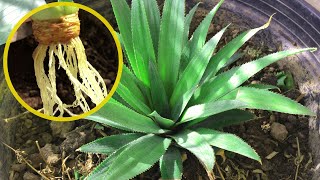 5 Days to Rooting Pineapple from Top  SuperFast and Easy to Grow Pineapple Top [upl. by Iniretake]