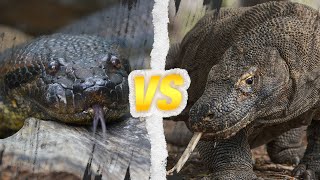 ANACONDA vs DRAGON DE KOMODO  Qui est le roi des reptiles [upl. by Javed23]