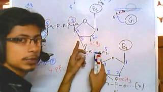 RNA modifications 5 prime cap [upl. by Rodolphe50]