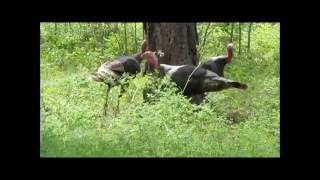 Turkeys running around a Tree [upl. by Nytsirt]