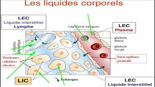 Compartiments liquidiens 1 [upl. by Detta]