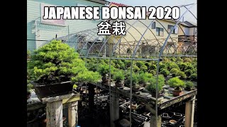 Japanese Bonsai Garden June 2020 3 JP [upl. by Gniy717]