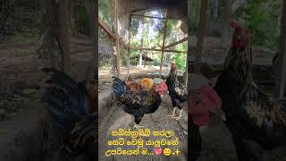 කුකුල් අයියයි කුකුල් මල්ලියි ✨😊subscribe dulanjana dulanjana farmchicken share like viralsup [upl. by Seale]