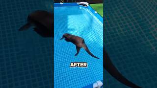 Otter Floating In A Pool 😱 [upl. by Maurita202]