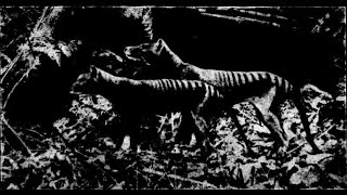 The Daintree Tiger sightings in the early 1900s in Queensland [upl. by Rein680]