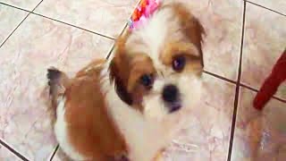 LHASA APSO filhote 2 meses  treinando truques de adestramento  puppy doing tricks [upl. by Ilonka]