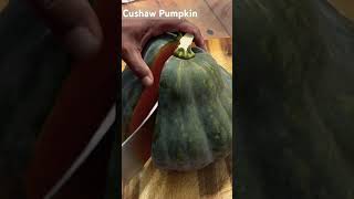 Cushaw Pumpkin 🎃 [upl. by Annagroeg]