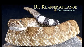 Die Klapperschlange  Eine Perfektion der Natur  Giftschlangen  SchlangenDoku [upl. by Marra]