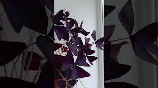 Оксалис Триангулярис Пурпурный КислицаOxalis triangularis Atropurpurea кислица oxalis цветы [upl. by Adnirolc714]