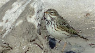 Bisbita pratense Anthus pratensis Meadow Pipit [upl. by Aneehsit]