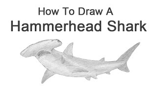 How to Draw a Hammerhead Shark [upl. by Cr]