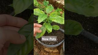 New pots for our psychotria aya medicine [upl. by Ronyam]