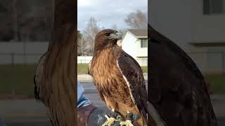 Redtailed hawk in n falconry falconry [upl. by Mad293]