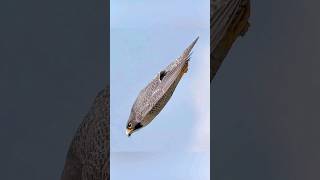 Incredible Hunter The Peregrine Falcons Attack Strategy 🦅🎯 shorts peregrinefalcon birds facts [upl. by Finah]