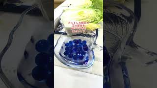 白菜の芯を水につけたらどうなる？検証！What happens if you soak the core of Chinese cabbage in water 白菜 cabbage 野菜 [upl. by Ringo373]