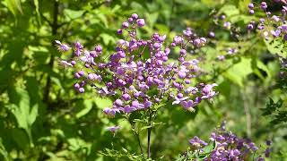 Thalictrum rochebrunianum [upl. by Ellehcan]