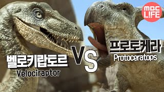 Velociraptor VS Protoceratops  The Land of Dinosaurs 07 벨로키랍토르 VS 프로토케라 [upl. by Sevein895]