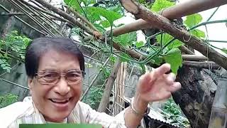 Ating Alamin with Ka Gerry Home Gardening Tips 11132020 [upl. by Crystal]