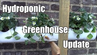 Hydroponics Update  More Timelapse Seedlings amp Transplants [upl. by Clovis]