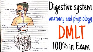 digestive system anatomy and physiology for DMLT [upl. by Ravert]