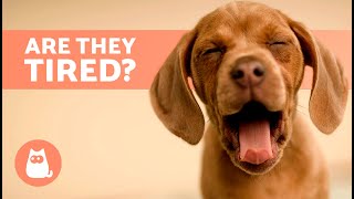 Why Do DOGS YAWN So Much 🐶  Understanding Canine Language [upl. by Berfield]