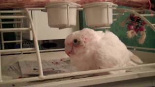 Roxie the Bare Eyed Cockatoo Baby Coo Noises [upl. by Airamas]